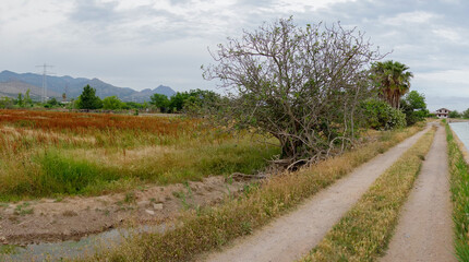 Fototapeta na wymiar Rural landscape by Castellon in the Valencian community