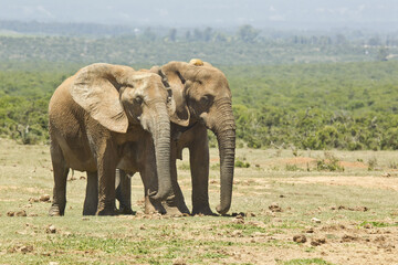 African elephants on an open savannah