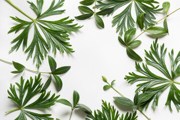 Green leaves on white background. Top view with copy space.