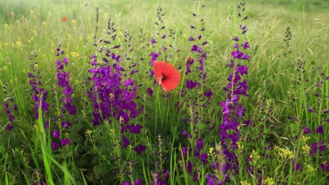 Beautiful colorful blooming summer field with poppy, purple flowers, spikelets and grass swaying in wind.