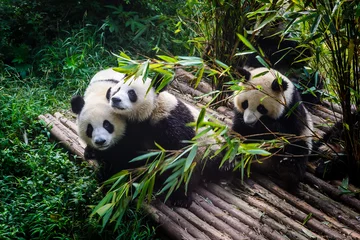 Fototapeten Pandas genießen ihr Bambusfrühstück in der Chengdu Research Base, China © Deyan