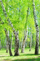 Birch grove, crooked trees and lush green leaves