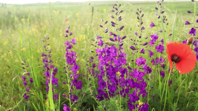 Beautiful colorful blooming summer field with poppy, purple flowers, spikelets and grass swaying in wind. Tracking right.