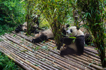 Pandas enjoying their bamboo breakfast in Chengdu Research Base, China