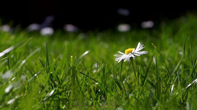 Close up of single daisy on green grass meadow.
Selective focus on the flower, shadow depth of field.
Sways blown by a breeze. Black background.
Concept of nature.
Concept of springtime.