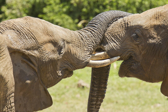 Teo elephants playing with their trunks in the sun