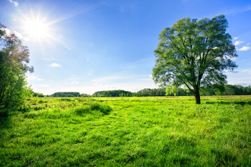 Fototapeta na wymiar Field with green grass and a tree