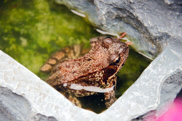 Frosch im Springbrunnen im Garten.