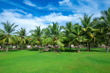 Garten mit Kokospalmen