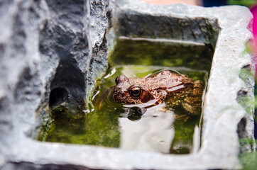 Frosch im Springbrunnen im Garten.