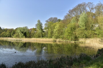 Fototapeta na wymiar Le Grand étang de Lange Gracht en plein coeur de la végétation sauvage de la forêt de Soignes au printemps