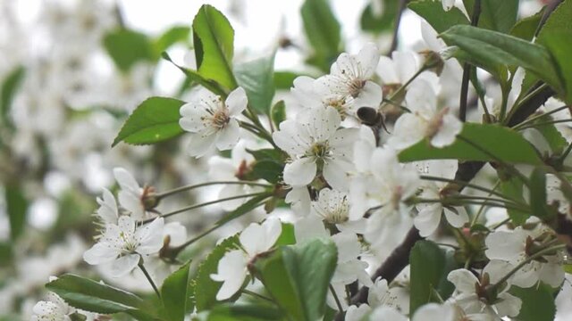 Bees fly to Blossoming Tree, slow motion