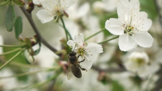 Bees fly to Blossoming Tree, slow motion