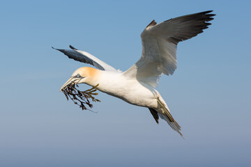 Northern gannets collecting kelp to build a nest at Helgoland