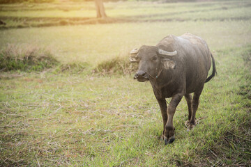 Thai buffalo walking  at rice field with copy space.