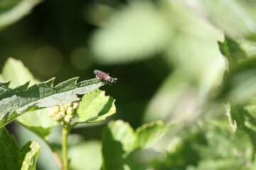 fly on leaf