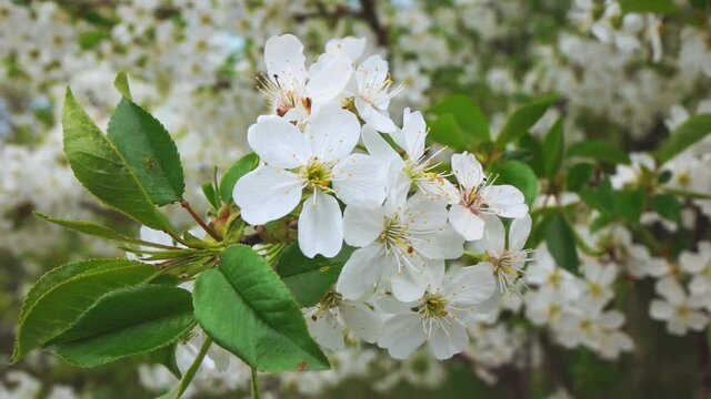 Spring flowering of trees in the park, slow motion