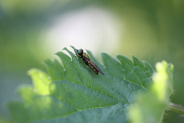 fly on leaf