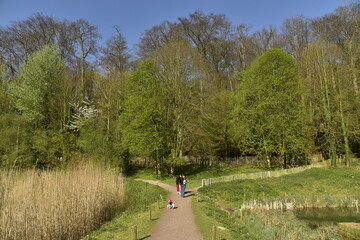 Chemin entre le petit et le grand étang de Lange Gracht en pleine forêt de Soignes à Auderghem