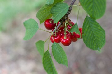 Cherries