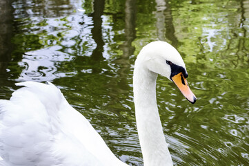 Obraz premium A white swan floats in the river on a summer day.
