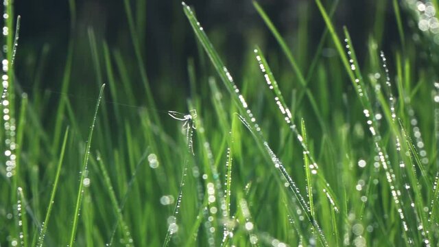 camera fly through green fresh grass with dew drops., slow motion