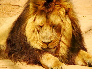 Naklejka premium Resting lion
