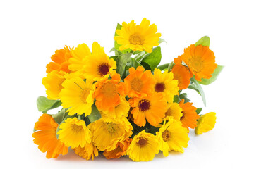 Marigold, Calendula Officinalis