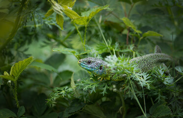 Lézard vert