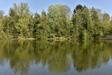 Fototapeta na wymiar Végétation sauvage de la forêt de Soignes le long du grand étang de Lange Gracht à Auderghem 