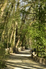Chemin sinueux entre deux palissades sous les arbres de la forêt de Soignes à Auderghem 