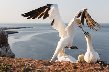 Fototapeta premium Northern Gannets brooding at cliffs of German island Helgoland