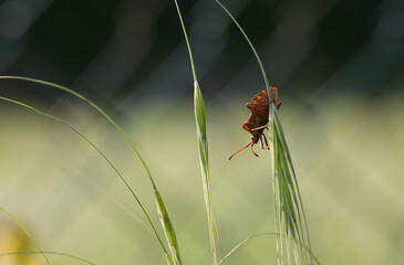 true bug on grass