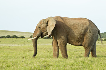 Huge african elephant standing in thick grass