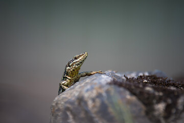 Lezard