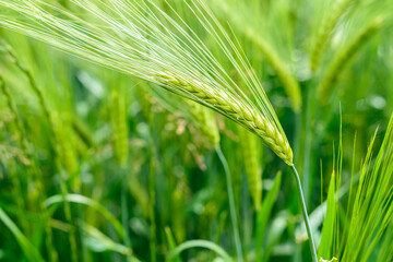 Korn als getreide auf dem Acker im sommer