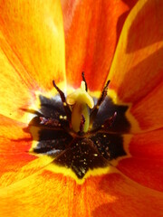 tulipes