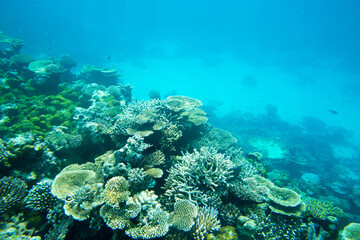 Underwater world landscape