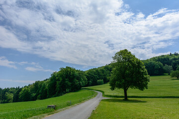 Schöner grüner Baum in der Natur mit Strasse