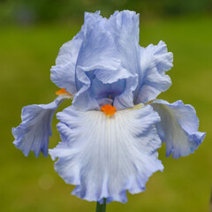 Closeup of flower bearded iris "Princesse Caroline de Monaco" in garden.