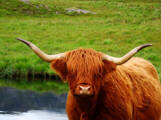 highland cow next to a pool of water