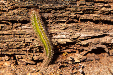 Lonely cactus in drought soil