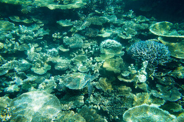 A turtle sitting at corals under water surface
