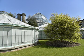Obraz premium Arbre solitaire dans le dédale des remarquables Serres Royales de Laeken à Bruxelles