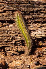 Lonely cactus in drought soil
