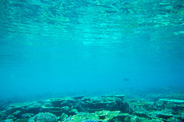 Underwater world landscape