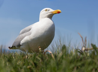 Naklejka premium Frog perspective of Herring gull at German island Helgoland