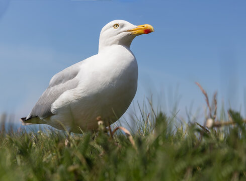 Frog perspective of Herring gull at German island Helgoland