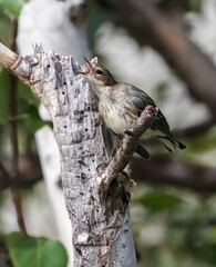 Yellow-rumped Warbler Juvenile