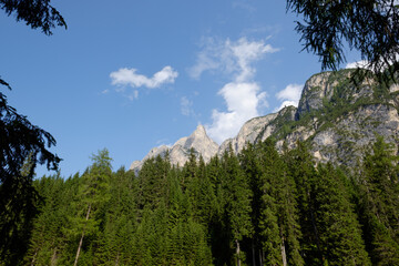 Fototapeta na wymiar Mountain landscape with beatiful threes